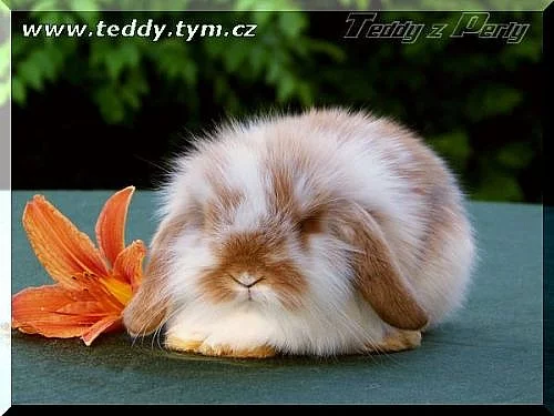 Teddící - zakrslí králíčí mazlíčci