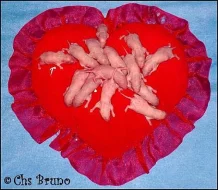 Potkaní miminka s PP