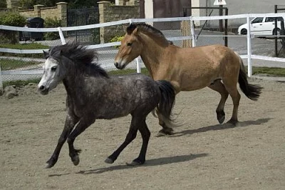 JÍZDY NA KONI U PRAHY - VYJÍŽĎKY, VÝCVIK