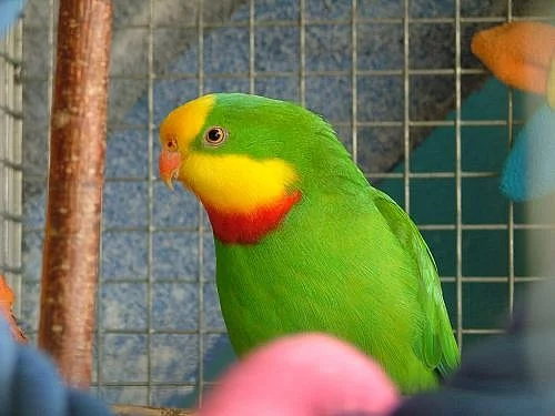 papoušek nádherný