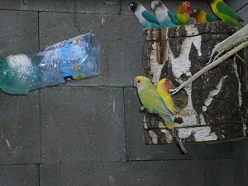 Agapornis
