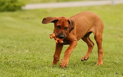 Štěňata Rhodéského ridgebacka