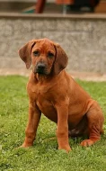 Štěňata Rhodéského ridgebacka