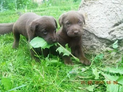 Labradorský Retriever čokoládový
