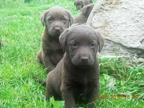 Labradorský Retriever čokoládový