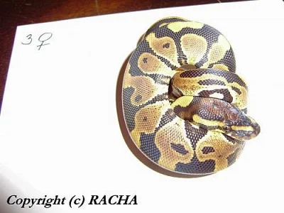 Python regius