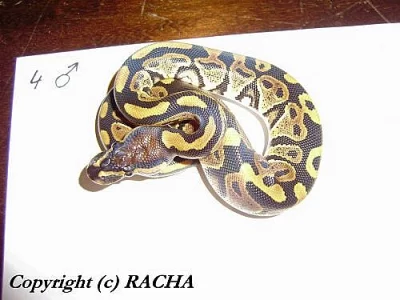 Python regius