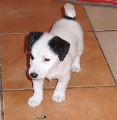 Štěňátka JRT