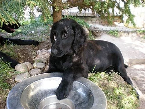 Flat coated retriever-štěňátka s PP IHNED K ODBĚRU