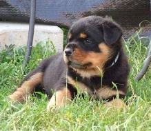 Rotvajler(Rottweiler)štěňata s PP