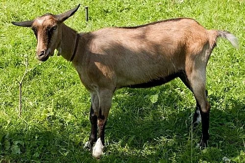 roční kozička hnědá