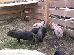 Prodáme Göttingenská miniprasátka