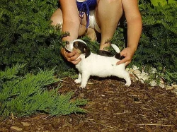 Štěňátka Jack Russell Terrierů