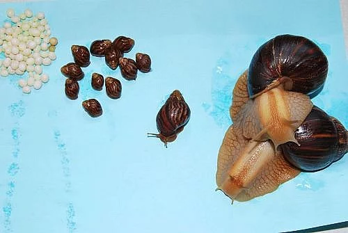Achatina immaculata