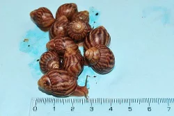 Achatina immaculata