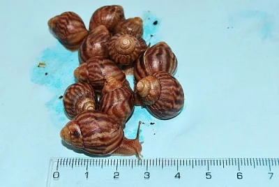 Achatina immaculata