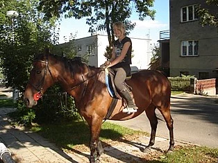 Prodám kobylku AP