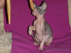Sphynx s PP
