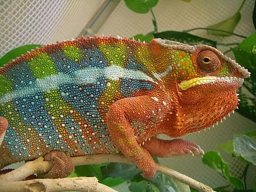 Chameleon pardali(Furcifer pardalis)-Ambilobe F2