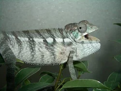 Chameleon pardali(Furcifer pardalis)-Ambilobe F2