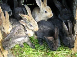 kříženci králíků