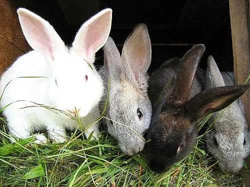 kříženci králíků
