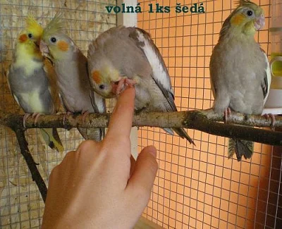 RUČNĚ DOKRMENÁ KORELA volné 2 ks