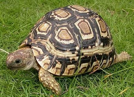 ŽELVA PARDÁLÍ - KRÁSNÁ ODROSTLÁ MLÁĎATA!