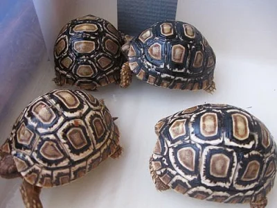ŽELVA PARDÁLÍ - KRÁSNÁ ODROSTLÁ MLÁĎATA!