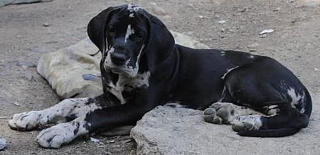 Německá doga černá a šedý tygr