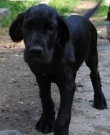 Německá doga černá a šedý tygr