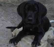 Německá doga černá a šedý tygr