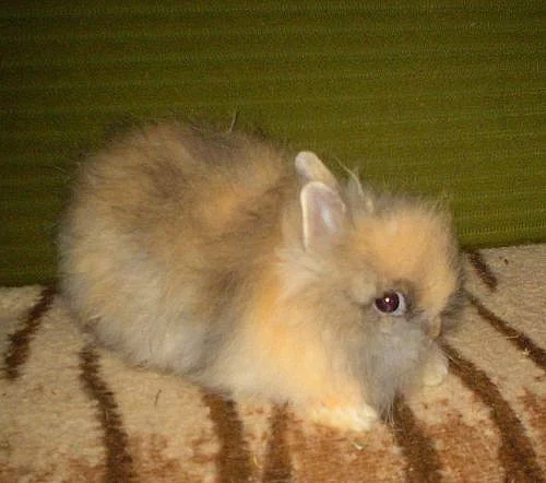Teddy králík