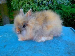 Teddy králík