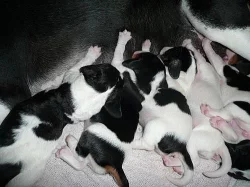 ŠVÝCARSKÝ BERNSKÝ HONIČ - štěňátka bez PP