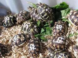 Suchozemské želvy za super cenu