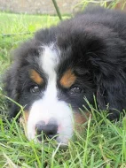 Bernský salašnický pes - štěňata s PP