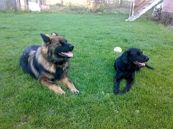 ...labradorský retriever...