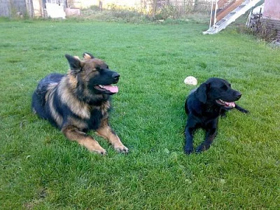 ...labradorský retriever...