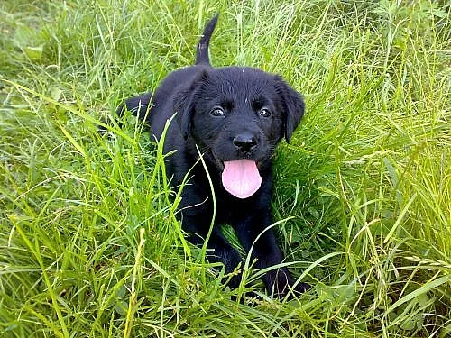 ...labradorský retriever...