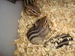 BURUNDUK PÁSKOVANÝ