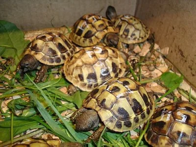 ŽELVA ZELENAVÁ - TESTUDO HERMANNI