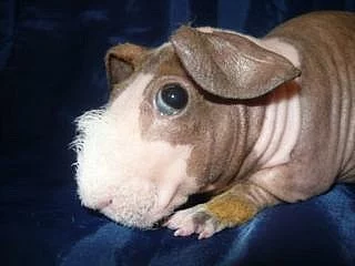 Bezsrstá morčátka s PP