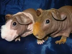 Bezsrstá morčátka s PP