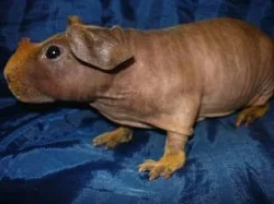 Bezsrstá morčátka s PP