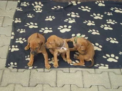 Rhodéský ridgeback - štěňata