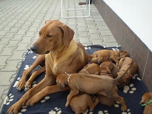 Rhodéský ridgeback - štěňata