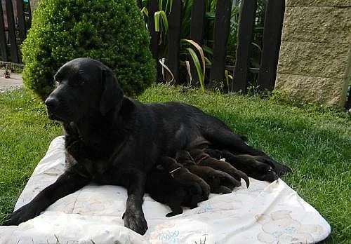 tmavě čokoládová štěňata labradorského retrievera