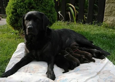 tmavě čokoládová štěňata labradorského retrievera