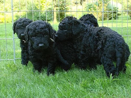 Curly coated retriever